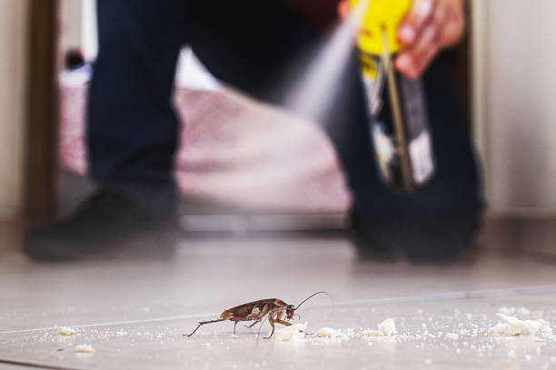 Best Spider Control Near Me  in Bozeman, MT